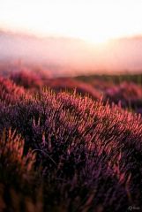 Heather Parfümöl - F&uuml;r weitere Informationen anklicken